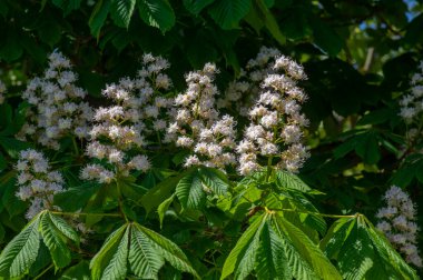 Aesculus hipokastanum at kestanesi ağacı çiçek açmış, dallar ve yeşil yapraklar üzerinde çiçek açan bir grup beyaz çiçek