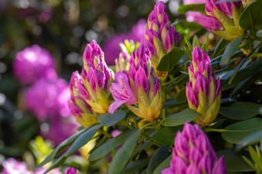 Rododendron ponticum Mavi Peter güzel çiçek açan bitki çalısı, lacivert lacivert dallarda açan çiçek.