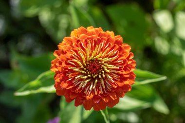 Zinnia Peruviana parlak kırmızı turuncu çiçek açan Peru yıllık bitkisi çiçek açmış güzel renkli taç yaprağı çiçeği