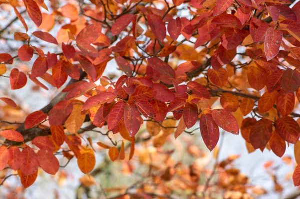 Amelanchier Lamarckii Schaduwrijke Kleurrijke Herfststruik Takken Vol Prachtige Rode Oranje — Stockfoto