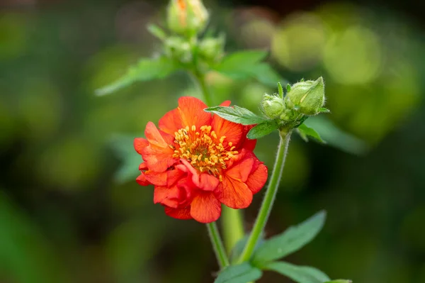 園内には鮮やかなオレンジ色の赤い花を咲かせ 花弁状のドワーフオレンジ色の赤い花弁を咲かせます — ストック写真