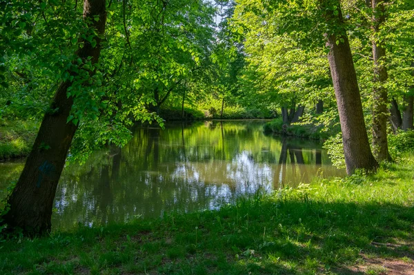 Naturligt Läge Podkove Nära Chrudima Floden Oxbow Omgiven Träd Och — Stockfoto