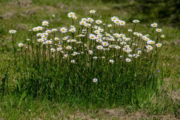 緑の草原の牧草地に咲く野生の牧草地マルグリットの花々 — ストック写真