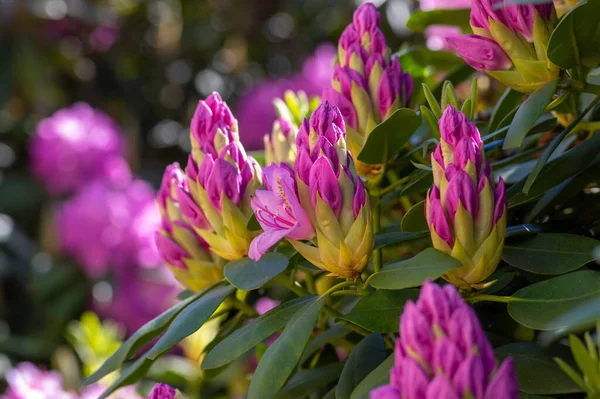 Rododendron ponticum Mavi Peter güzel çiçek açan bitki çalısı, lacivert lacivert dallarda açan çiçek.