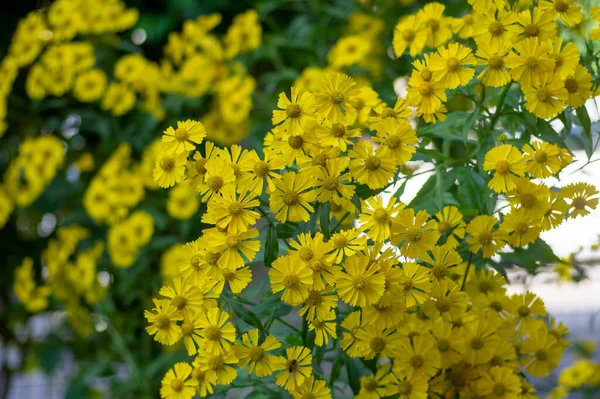 Helenium Autumnale Common Sneezeweed Bloom Bunch Bright Color Yellow Flowering — Stock Photo, Image