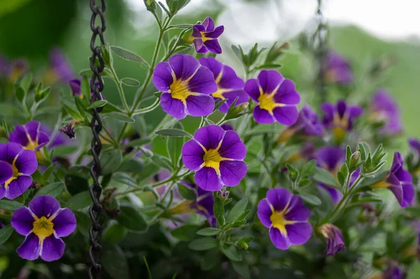 Calibrachoa Parviflora Seaside Petunia Starlight Blue Flowers Bloom Bright Color — Fotografia de Stock