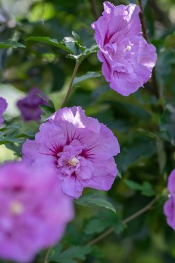 Hibiscus Syriacus Kore gülü veya çiçek açmış Suriye ketemi çalısı, gül gülü çiçekli bitkiler, dallarda yeşil yapraklar