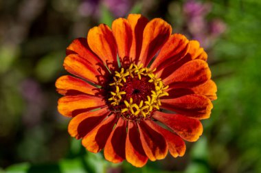 Zinnia Peruviana parlak kırmızı turuncu çiçek açan Peru yıllık bitkisi çiçek açmış güzel renkli taç yaprağı çiçeği
