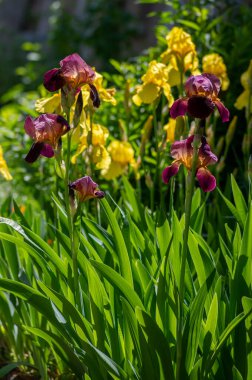 Çiçeklerle süslenmiş Iris Germanica çiçekleri, bahçede çiçek açan güzel uzun Sibirya bayrakları.