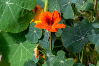 Tropeolum majus yenilebilir keşişler çiçek açar, güzel nasturtium bahçesi çiçek açar, yeşil yapraklar