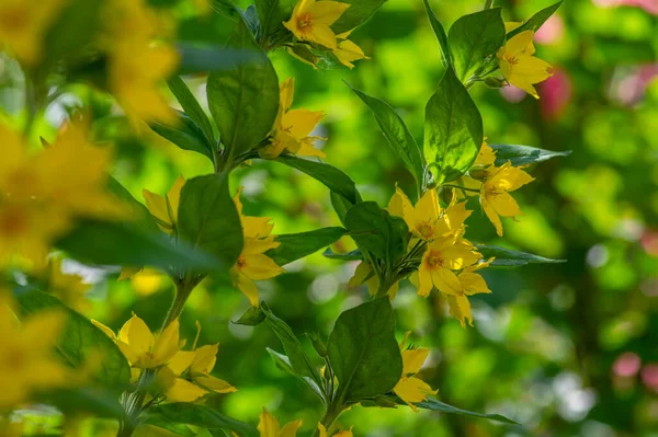 Lysimachia Punctata Salpicado Loosestrife Planta Manchada Floración Amarilla Hermosas Pequeñas —  Fotos de Stock