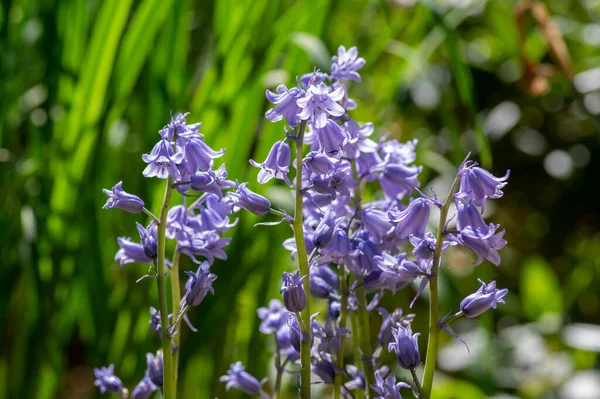 Hyacinthoides Hispanica Hellblau Blühende Glockenpflanze Eine Gruppe Wunderschöner Spanischer Blauglockenblumen — Stockfoto