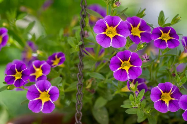 Calibrachoa Parviflora Bordo Mar Petúnia Luz Das Estrelas Flores Azuis — Fotografia de Stock