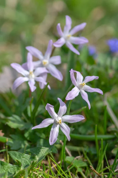 Scilla Luciliae Luz Violeta Blanco Pequeñas Flores Primavera Hierba Cerca — Foto de Stock