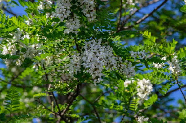Robinia Pseudoacacia Sierboom Bloei Helder Wit Bloeiende Bos Bloemen Groene — Stockfoto