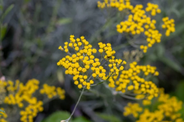 Helichrysum Italicum Flores Amarillas Flor Con Brotes Racimo Ramas Plantas — Foto de Stock