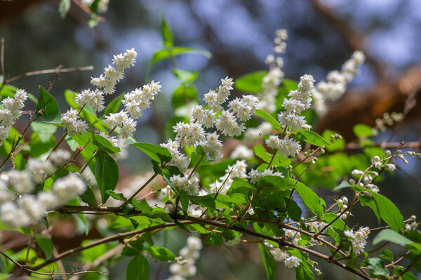 Deutzia scabra fuzzy pride of rochester white flowers in bloom, crenate flowering plants, shrub branches with buds and green leaves, Candidissima cultivar