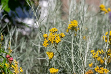 Helichrysum italikum sarı çiçekleri tomurcuklarla çiçek açar, bir demet çiçek açan bitki dalları