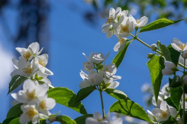 Çalı dallarında çiçek açan tatlı, sahte turuncu beyaz çiçekler, çiçek açan İngiliz Dogwood vahşi süs bitkisi, yeşil yapraklar.