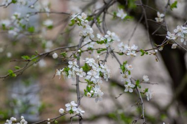 Prunus spinosa blackthorn çiçekleri çiçek açmış, küçük beyaz çiçekli yaban ağaç dalları, küçük yeşil yapraklar
