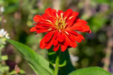 Zinnia Peruviana parlak kırmızı turuncu çiçek açan Peru yıllık bitkisi çiçek açmış güzel renkli taç yaprağı çiçeği