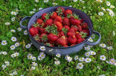 Bir grup lezzetli kırmızı çilek, yeşil çimenli yeşil çimenli ve çiçek açan beyaz papatyalar üzerinde, çiğ vitamin meyveleri yemeye hazır.