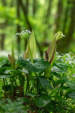 Arum maculatum yeşil nilüfer çiçekleri ormanda açar, yılan başlı çiçek açan bitki, yeşil yapraklar
