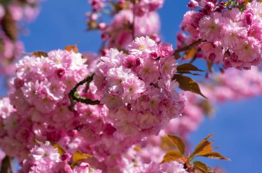 Prunus serrulata Japon kiraz ağacı çifte çiçek ekimi Sakura ya da taihaku çiçekli, çiçekli oryantal japan kirazı.
