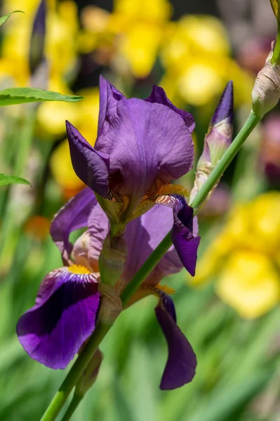 Iris Germanica Fleurs Ornementales Fleurs Belles Plantes Fleurs Haut Drapeau — Photo