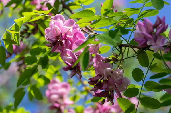 Robinia Pseudoacacia Prydnadsträd Blom Rosa Vit Färg Lila Mantel Odling — Stockfoto