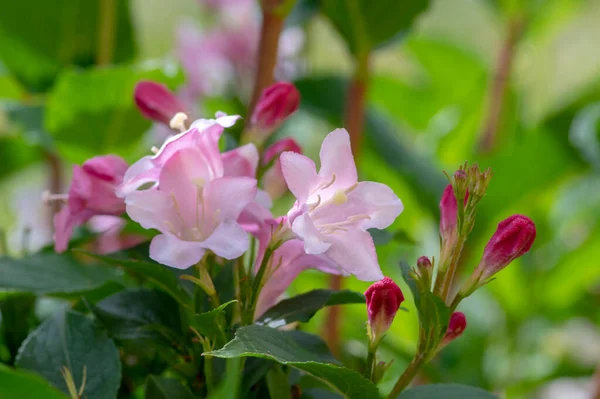 Weigela Coraeensis Ροζ Ανθοφόρος Θάμνος Ομάδα Πολύχρωμων Λουλουδιών Άνθιση Πράσινα — Φωτογραφία Αρχείου