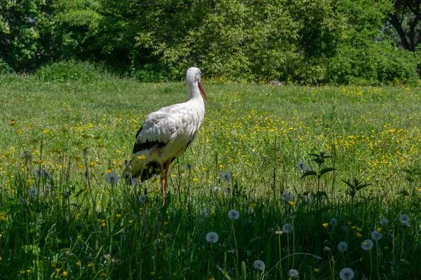 Großer Schöner Vogel Weißstorch Cikonia Jagt Gras Auf Der Wiese — Stockfoto