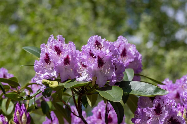 Rhododendron ponticum Blue Peter beautiful flowering plant shrub, puple blue lilac violet ornamental flowers in bloom on branches