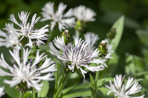 Centaurea montana perennial mountain cornflower in bloom, cultivated snowy white montane knapweed bluet alba flowering plant with green leaves