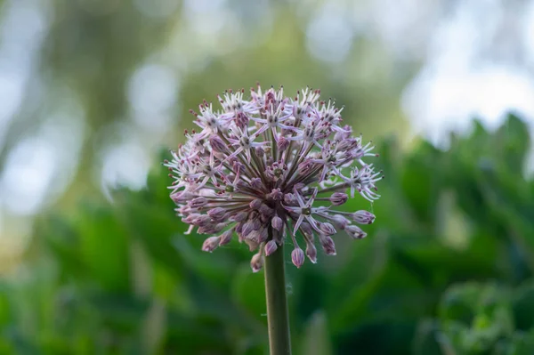 Allium Karataviense Turkistan Soğanı Güzel Süs Bitkisi Büyük Top Gibi — Stok fotoğraf