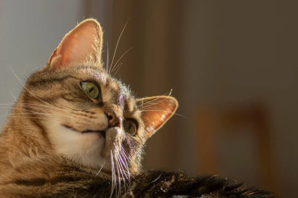 Luie Marmeren Huiskat Liggend Ontspannend Mand Tijdens Zonnige Ochtend Binnen — Stockfoto