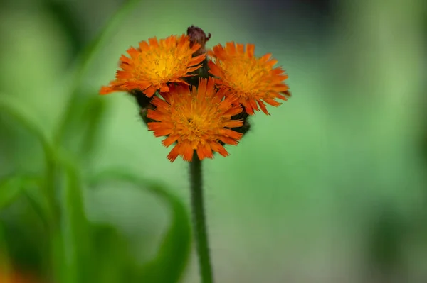 野生花草本植物 夏天未栽培的狐狸和幼崽花在盛开的高杆上 — 图库照片