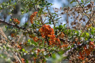 Pyracantha coccinea kırmızısı ateş dikenli süs çalısı, turuncu kırmızı meyve grubu sonbahar çalılığında asılı