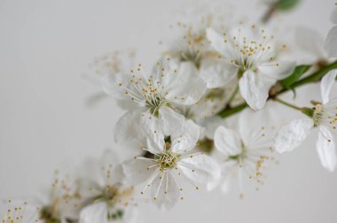 Prunus spinosa blackthorn çiçekleri çiçek açmış, küçük beyaz çiçekli yaban ağaç dalları, küçük yeşil yapraklar