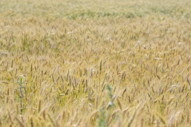 Hordeum vulgare arpa uzun sapı ve tohumlar altın sarısı renginde tarlada hasat edilmeden önce, olgunlaşmış tarım tahıl bitkileri.