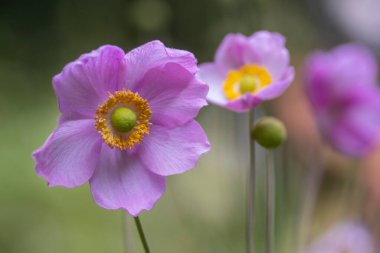 Anemone hupehensis praecox pembe yaprak sadeliği çiçek açan bitki, Eriocapella yüksük otu bahçedeki çiçek açan rüzgarçiçekleri