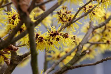Hamamelis intermedya sarı kış çiçekleri, şaşırtıcı cadı fındığı grubu Arnold dallarda çiçek açacağına söz verdi.