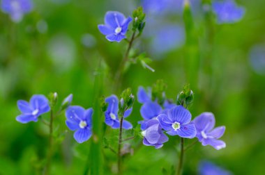 Veronica Chamaedrys, Alman hız limitinde çiçek açan bitki, çiçek açan koyu mavi yapraklı küçük çiçekler, çayır çimlerinde büyüyen yeşil yapraklar,