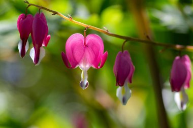 Dicentra spektabilis kanayan kalp çiçekleri çiçek şeklinde güzel Lamprocapnos parlak pembe çiçekli bitki