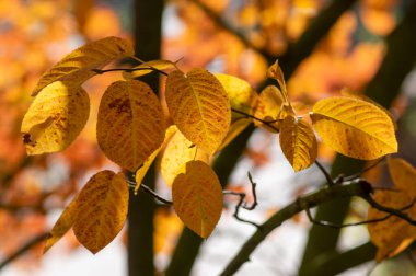 amelanchier lamarckii Shadbush rengarenk sonbahar çalıları güneş ışığında kırmızı turuncu yapraklarla dolu