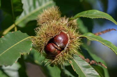 Castanea sativa olgunlaşan dikenli kübikler içinde yenilebilir meyveler, ağaç dallarında asılı yenilebilir gizli tohumlar, yeşil yapraklar.