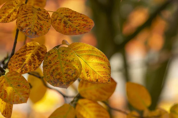 Amelanchier Lamarckii Shadbush Coloridos Ramos Arbusto Outonal Cheio Belas Folhas — Fotografia de Stock