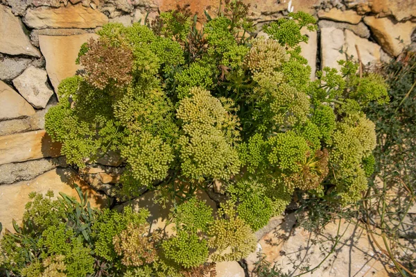 Crithmum Maritimum Felsamphir Pflanze Blüte Meeresfenchel Blüht Küsten Aromatische Essbare — Stockfoto