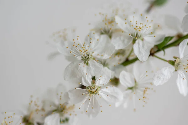 Prunus Spinosa Schlehen Blühen Kleine Weiß Blühende Schlehen Kleine Grüne — Stockfoto