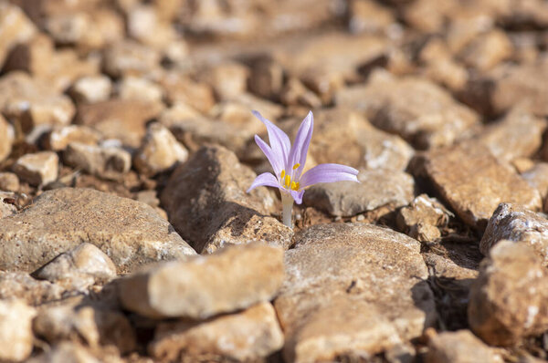 Colchicum parlatoris small wild flowering autumnal flowers endemic on Zakynthos Greece island, purple pink flowering plant in brown dirt